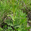 Blätterfoto Coeloglossum viride